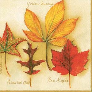 20 Servietten - 25 x 25 cm AUTUMN LEAVES CREME,  Herbst - Blätter / Laub,  Herbst,  cocktail servietten,  Ahorn,  Kastanien,  Eichen