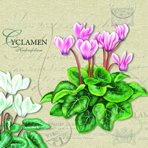 20 Servietten - 25 x 25 cm CYCLAMEN CREAM,  Blumen -  Sonstige,  Winter,  cocktail servietten,  Alpenveilchen
