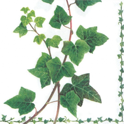 20 Servietten - 25 x 25 cm ,  Pflanzen - Efeu,  Sommer,  cocktail servietten