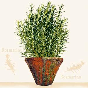 20 Servietten - 33 x 33 cm KITCHENHERBS CREME,  Regionen - Mediteran,  Sonstiges -  Sonstiges,  Pflanzen - Küchenkräuter,  Sommer,  lunchservietten,  Rosmarien im Topf