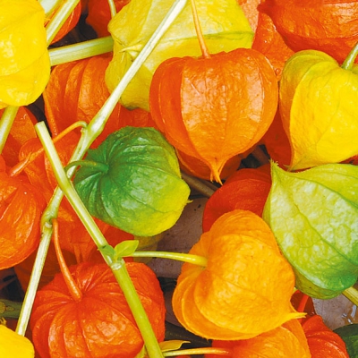 20 Servietten - 33 x 33 cm LAMPION,  Früchte -  Sonstige,  Herbst,  lunchservietten,  Lampionblumen