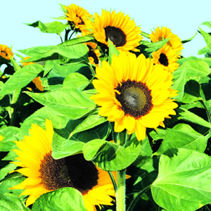 20 Servietten - 33 x 33 cm SUNNY FLOWERS,  Blumen - Sonnenblumen,  Sommer,  lunchservietten