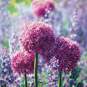 20 Servietten - 33 x 33 cm ALIUM, Regionen - Wald / Wiesen,  Blumen -  Sonstige,  Sonstiges -  Sonstiges,  Blumen,  Frühjahr,  lunchservietten,  Lila Blume