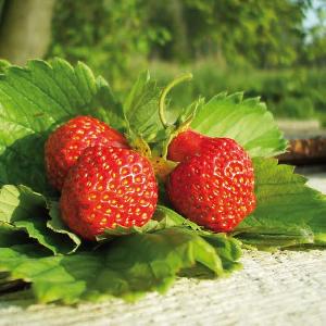 20 Servietten - 33 x 33 cm STRAWBERRY JAM,  Früchte - Erdbeeren,  Frühjahr,  lunchservietten