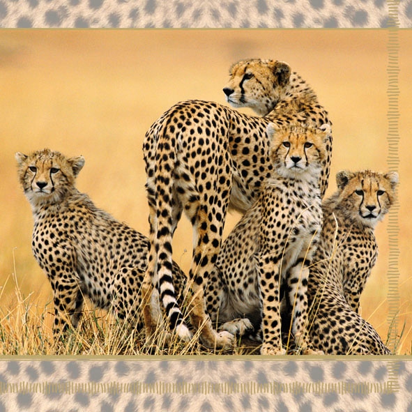 20 Servietten - 33 x 33 cm CHEETAH FAMILY,  Regionen - Afrika,  Regionen -  Sonstige,  Tiere -  Sonstige,  Everyday,  lunchservietten,  Leopard in der Savanne
