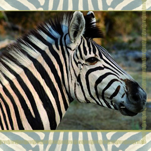 20 Servietten - 33 x 33 cm SAFARI STRIPES, Tiere - Zebras,  Regionen - Afrika,  Tiere -  Sonstige,  Regionen -  Sonstige,  Everyday,  lunchservietten