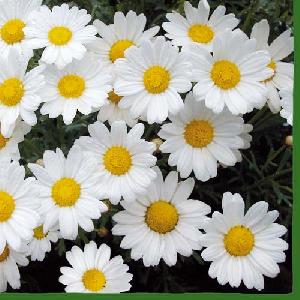 20 Servietten - 33 x 33 cm MARGUERITE,  Blumen - Magariten,  Sommer,  lunchservietten