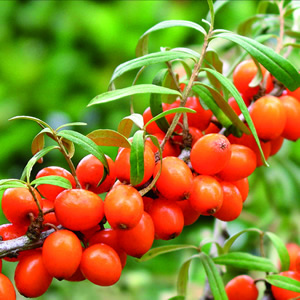 20 Servietten - 33 x 33 cm SEA BUCKTHORN,  Früchte -  Sonstige,  Herbst,  Sommer,  lunchservietten,  Sanddorn