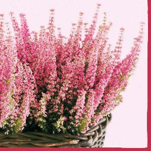 20 Servietten - 33 x 33 cm ERICA LILA,  Sommer,  Blumen -  Sonstige,  Herbst,  lunchservietten,  Heidekraut,  Erika