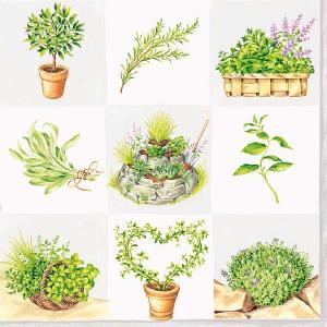 20 Servietten - 33 x 33 cm HERBS WHITE,  Pflanzen - Küchenkräuter,  Sommer,  lunchservietten,  Salbei,  Rosmarin,   Thymian