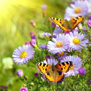 20 Servietten - 33 x 33 cm BUTTERFLY ON FLOWER,  Regionen - Wald / Wiesen,  Tiere - Schmetterlinge,  Blumen - Magariten,  Sommer,  lunchservietten,  Disteln