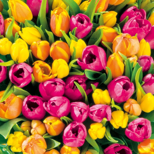 20 Servietten - 33 x 33 cm TULIPS,  Blumen - Tulpen,  Frühjahr,  lunchservietten