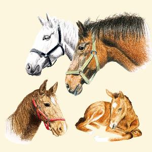 20 Servietten - 33 x 33 cm HORSES,  Tiere - Pferde,  Everyday,  lunchservietten
