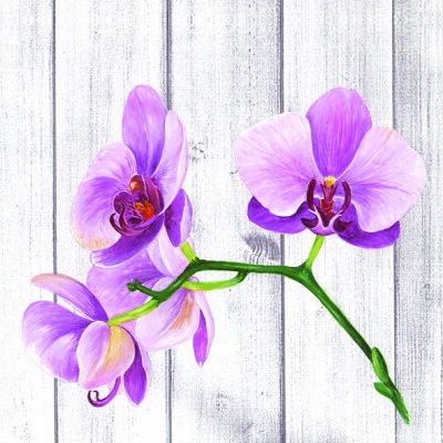 20 Servietten - 33 x 33 cm SINGLE ORCHID,  Blumen - Orchideen,  Winter,  lunchservietten