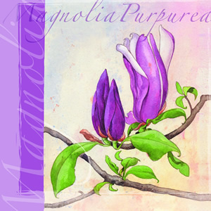 20 Servietten - 33 x 33 cm MAGNOLIA PURPUREA,  Pflanzen,  Frühjahr,  lunchservietten,  Magnolien,  Tulpenbaum