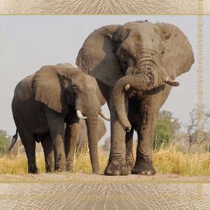 20 Servietten - 33 x 33 cm ELEPHANTS,  Tiere - Elefanten,  Regionen - Afrika,  Sommer,  lunchservietten