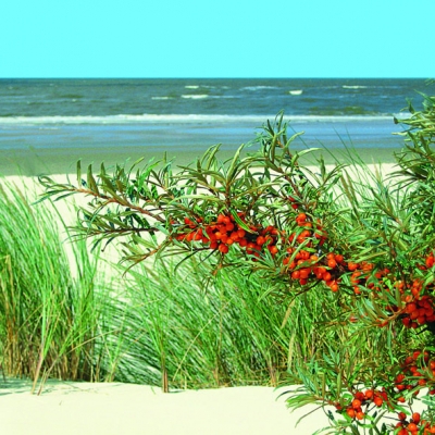 20 Servietten - 33 x 33 cm DUNES,  Regionen - Strand / Meer,  Pflanzen -  Sonstige,  Sommer,  lunchservietten,  Sanddorn,  Dünen