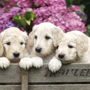 20 Servietten - 33 x 33 cm LITTLE PUPPIES,  Tiere - Hunde,  Sommer,  lunchservietten,  Welpen