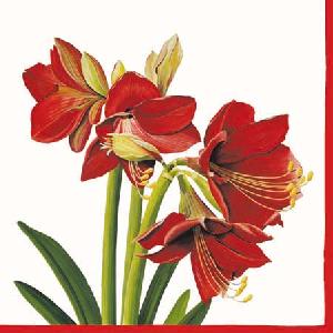 20 Servietten - 25 x 25 cm AMARYLLIS BLOSSOM CREAM,  Blumen - Amaryllis,  Weihnachten,  cocktail servietten