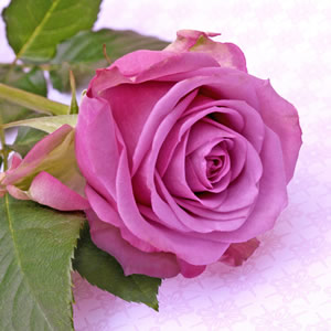 20 Servietten - 25 x 25 cm Queen of Roses,  Blumen - Rosen,  Sommer,  cocktail servietten
