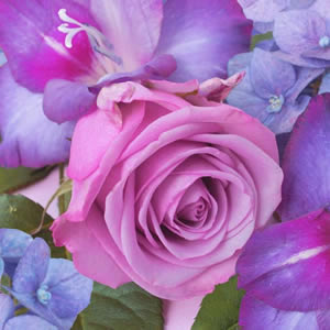 20 Servietten - 25 x 25 cm Saskia,  Blumen - Rosen,  Sommer,  cocktail servietten