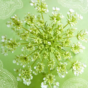 20 Servietten - 25 x 25 cm Zartgrün,  Blumen -  Sonstige,  Frühjahr,  cocktail servietten