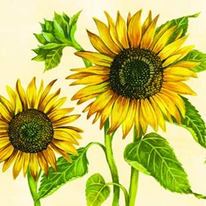 20 Servietten - 25 x 25 cm Helianthus, creme,  Blumen,  Blumen -  Sonstige,  Blumen - Sonnenblumen,  Herbst,  cocktail servietten,  Sonnenblumen