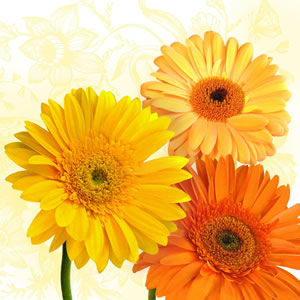 20 Servietten - 33 x 33 cm Gerbera Trio,  Frühjahr,  Blumen -  Sonstige,  Everyday,  lunchservietten,  Gerbara