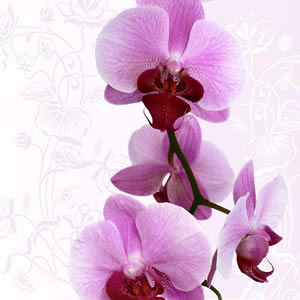 20 Servietten - 33 x 33 cm Noblesse, pink,  Blumen - Orchideen,  Blumen -  Sonstige,  Everyday,  lunchservietten,  Rosa Pink farbende Orchideen
