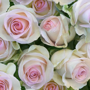 20 Servietten - 33 x 33 cm Bildschön,  Blumen - Rosen,  Sommer,  lunchservietten