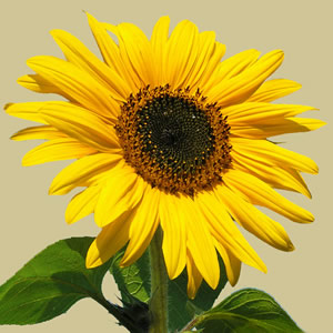 20 Servietten - 25 x 25 cm ,  Blumen - Sonnenblumen,  Sommer,  cocktail servietten
