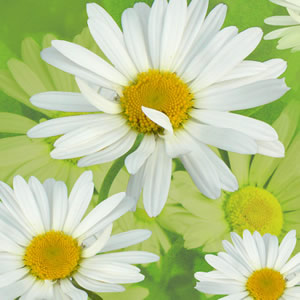 20 Servietten - 33 x 33 cm Miss Daisy,  Blumen - Magariten,  Frühjahr,  lunchservietten