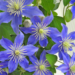 20 Servietten - 33 x 33 cm Clematis,  Blumen -  Sonstige,  Sommer,  lunchservietten,  Clematis