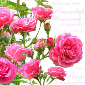 20 Servietten - 33 x 33 cm Rosarium,  Sonstiges - Schriften,  Blumen - Rosen,  Sommer,  lunchservietten