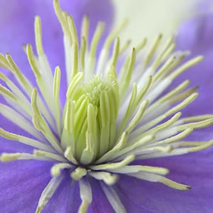 20 Servietten - 33 x 33 cm Big Purple,  Blumen - Dalien,  Sommer,  lunchservietten