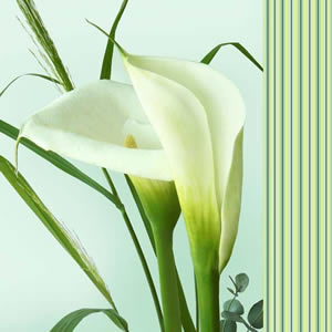 20 Servietten - 33 x 33 cm Carla,  Blumen -  Sonstige,  Sommer,  lunchservietten,  Calla