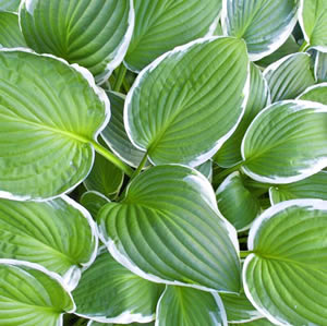 20 Servietten - 33 x 33 cm Green Life,  Pflanzen -  Sonstige,  Sommer,  lunchservietten,  Funkien