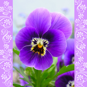 20 Servietten - 33 x 33 cm Valeria,  Blumen - Stiefmütterchen,  Frühjahr,  lunchservietten
