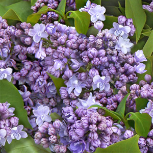 20 Servietten - 33 x 33 cm Fliederbusch,  Blumen - Flieder,  Frühjahr,  lunchservietten