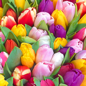 20 Servietten - 33 x 33 cm Rainbow Tulip,  Blumen - Tulpen,  Frühjahr,  lunchservietten