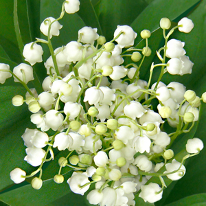 20 Servietten - 33 x 33 cm Duftig,  Blumen -  Sonstige,  Frühjahr,  lunchservietten,  Maiglöckchen