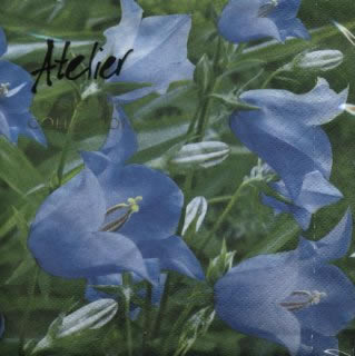 20 Servietten - 33 x 33 cm Bluebells,  Blumen -  Sonstige,  Frühjahr,  lunchservietten,  Glockenblumen