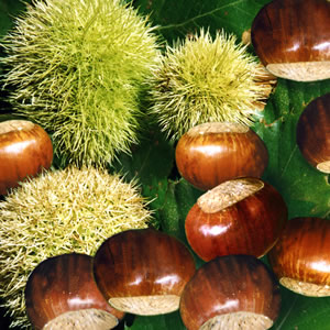 20 Servietten - 33 x 33 cm Kastanien,  Herbst - Blätter / Laub,  Früchte - Kastanien,  Herbst,  lunchservietten,  Kastanien auf Blätter/Laub