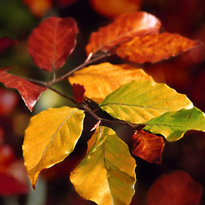 20 Servietten - 33 x 33 cm Autumn Leaves,  Herbst - Blätter / Laub,  Herbst,  lunchservietten
