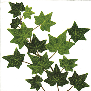 20 Servietten - 33 x 33 cm Efeu ,  Pflanzen - Efeu,  Frühjahr,  lunchservietten
