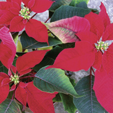 20 Servietten - 25 x 25 cm christmas flower,  Weihnachten - Weihnachtsstern,  Weihnachten,  cocktail servietten