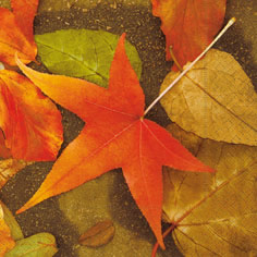 20 Servietten - 25 x 25 cm maple,  Herbst - Blätter / Laub,  Herbst,  cocktail servietten
