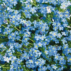 20 Servietten - 25 x 25 cm blue flower carpet,  Blumen -  Sonstige,  Frühjahr,  cocktail servietten,  Vergissmeinnicht