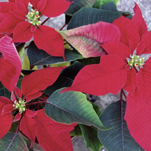 20 Servietten - 33 x 33 cm christmas flower,  Blumen - Weihnachtsstern,  Weihnachten - Weihnachtsstern,  Weihnachten,  lunchservietten