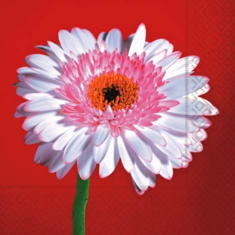 20 Servietten - 33 x 33 cm ,  Sonstiges -  Sonstiges,  Blumen -  Sonstige,  Everyday,  lunchservietten,  Gerbara